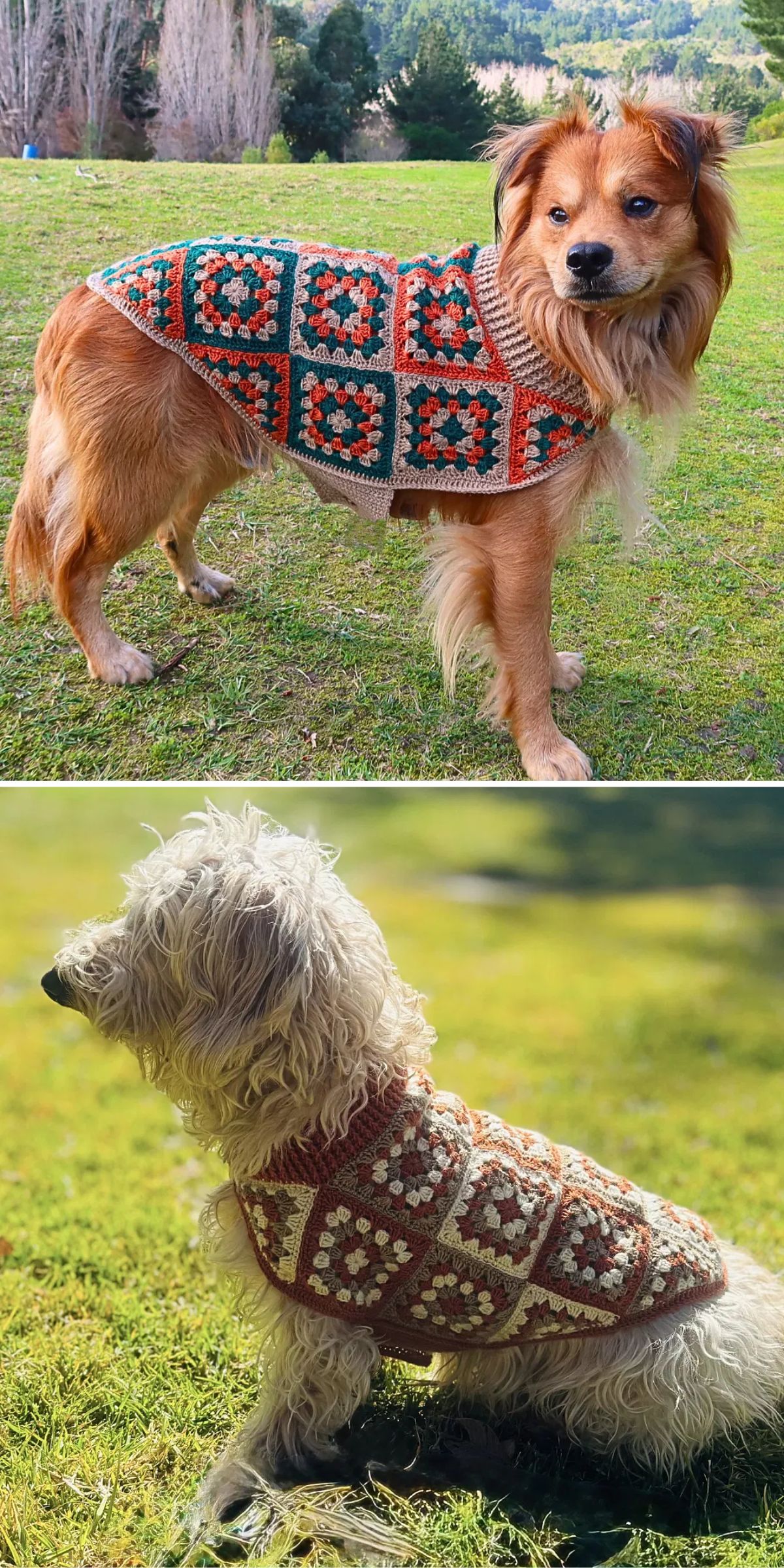 dogs wearing crochet granny square sweaters