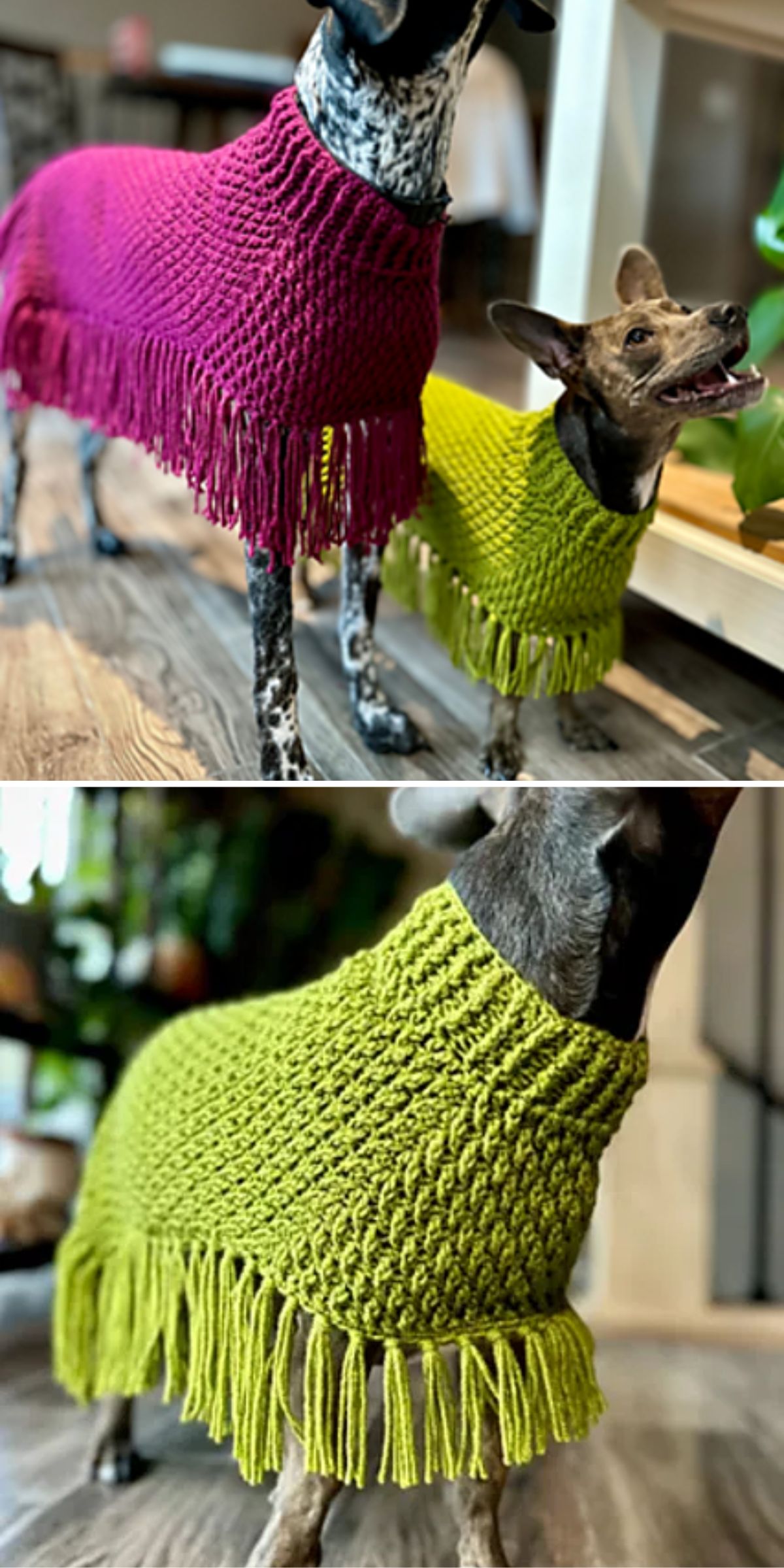 two dogs wearing crochet dog sweaters in purple and in green